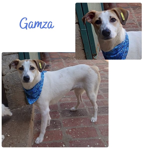 Gamza
