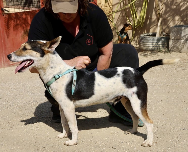 Paquito - freundlich, neugierig und verträglich