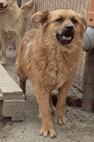 Tanuka - neugierig und interessiert