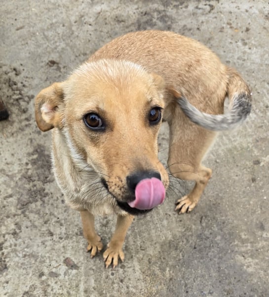 Suki - offen und lernwillig