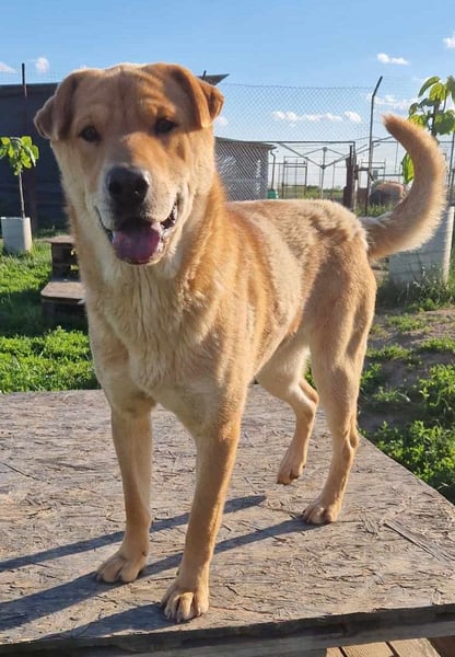 Ronja