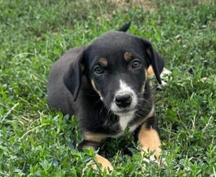 Lilly