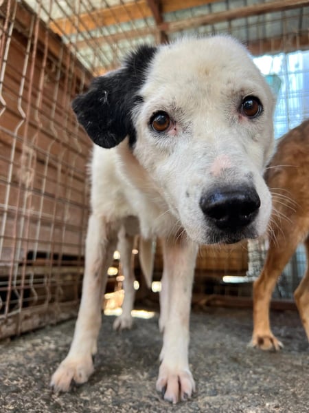 Carla verdient endlich ein Zuhause