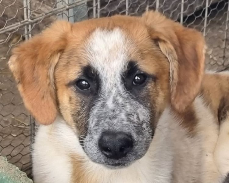 ♥MIRCO♥ wunderschöner tricolor-farbener, aufgeschlossener, verspielter Junior 43 cm (wachsend)