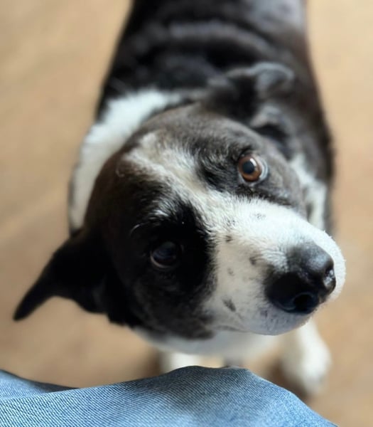 Vermittlungshilfe für Senior Micky