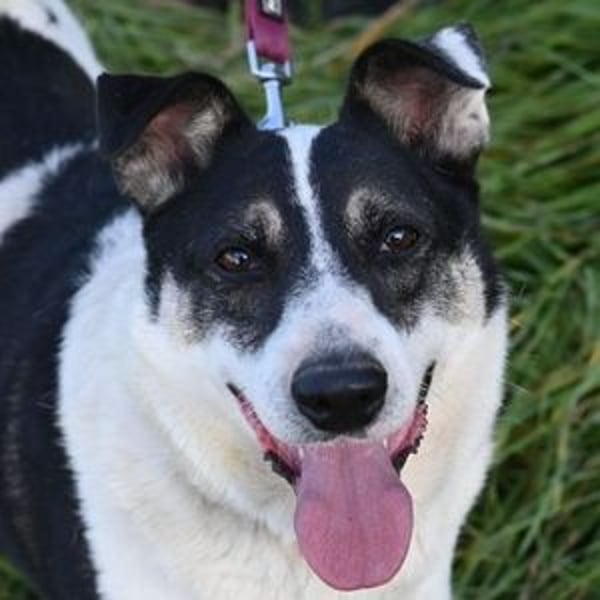 MISCHO,  hatte ein trauriges Leben