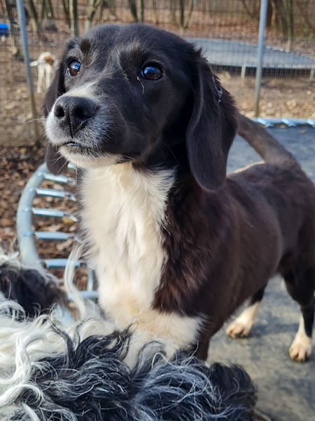 Aufgepasst - hier ist die charmante Traumhündin FLAVIA