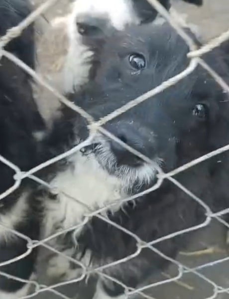 ⭐️GISELLA⭐️, Hündin, 7 Monate, 35 cm, Mischling, Tierschutz