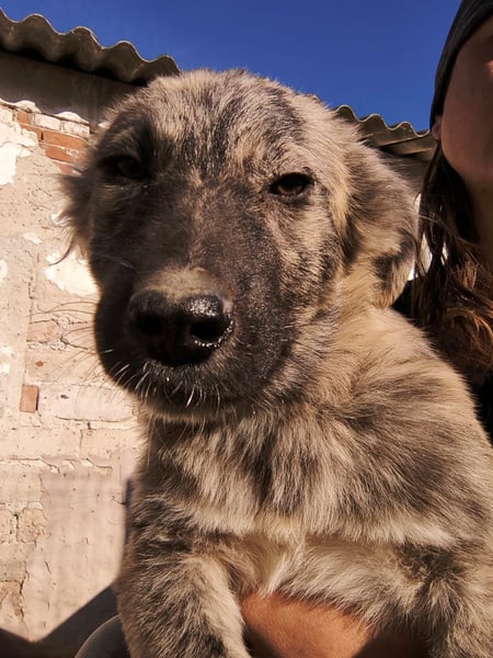 ⭐️HOPPI⭐️, fröhlicher Welpenmann, 8 Monate, 40 cm, Mischling, Tierschutz