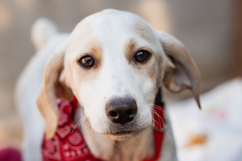 Leni ❤️ zuckersüßes, junges Hundemädchen