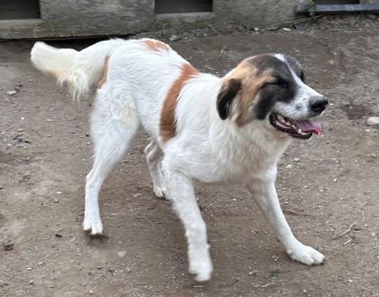 ⭐️JAMY⭐️, Gute-Laune-Kumpel, Rüde, 1,5 Jahre, 46 cm, Mischling, Tierschutz