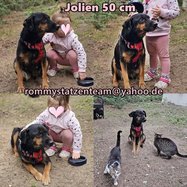 Jolien ist eine sanfte, sensible Hündin