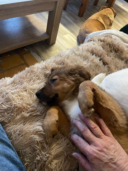 Bärchen Tommi sucht ein Zuhause mit Kuschelflat