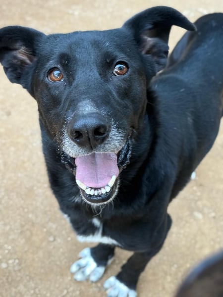 MIDA - der Stress im Rifugio ist zu viel für ihn
