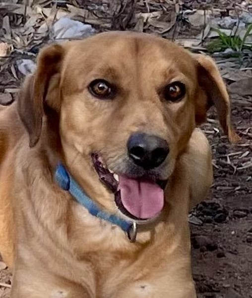 Lampo - bildhübsch und lieb