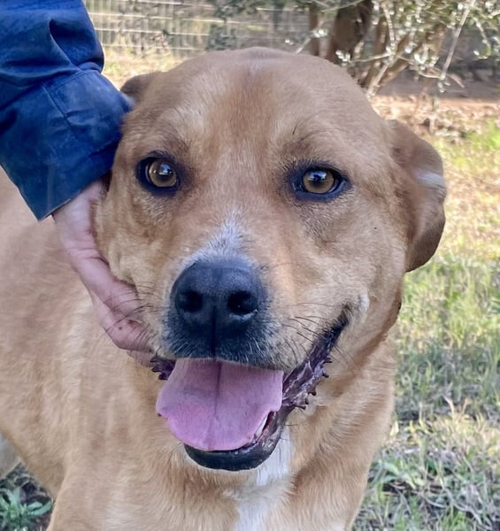 KIRA - eine liebe Seele