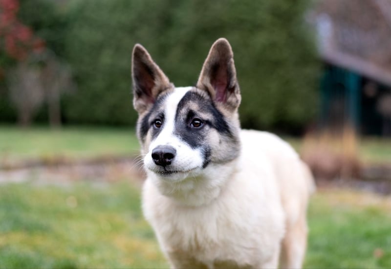 Lebenslustige JOSIE sucht eine aktive Familie