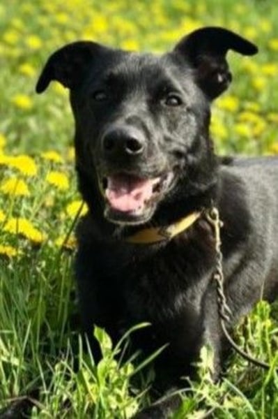 FIETE – erfahrener, konsequenter Hundehalter gesucht