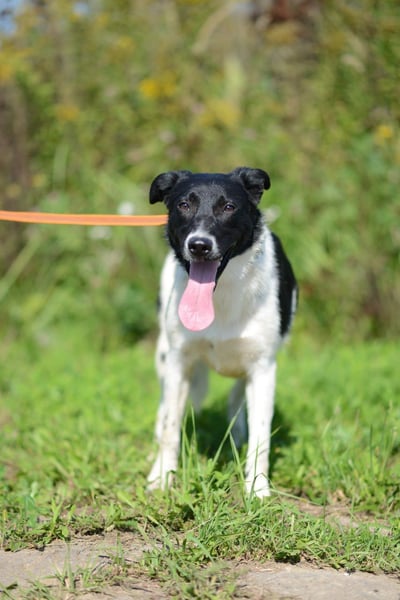 Niedliche ZOYA sucht ein liebevolles Zuhause