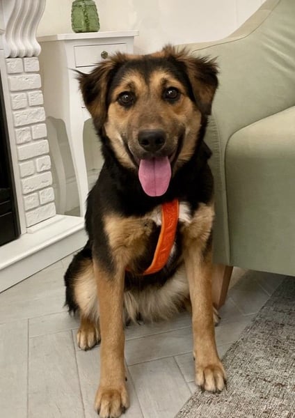 Neugierige ALMA möchte eine Familie finden