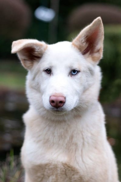 Bescheidene NURIKA sucht eine Familie