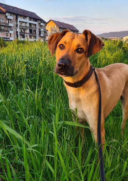 Großer Spike sucht erfahrene Familie