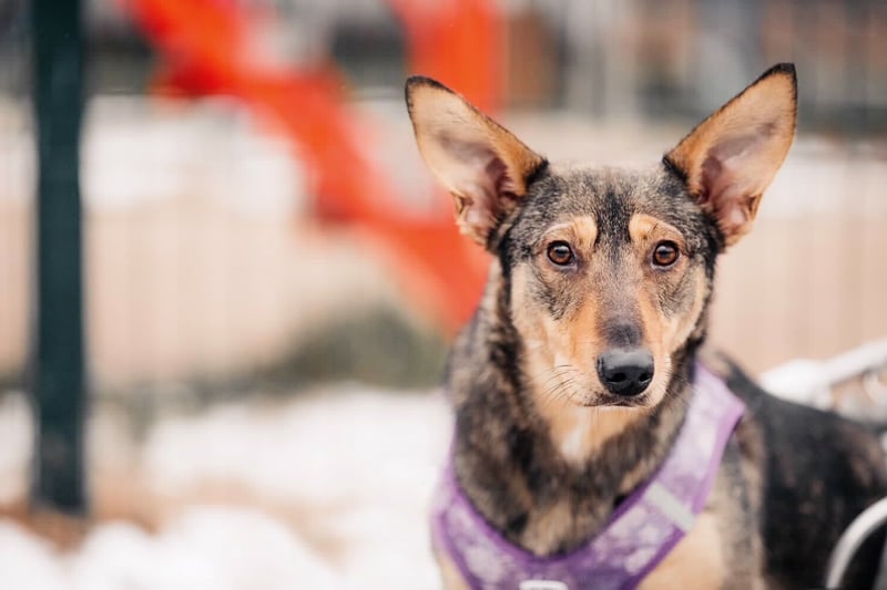 Besondere Miranda sucht passendes Zuhause