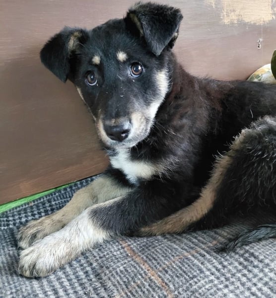 Nevia - süß, verspielt und etwas frech :-))