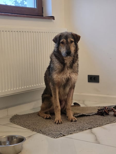 Werner, Rüde, *ca. 15.09.2023, ca. mittelgroß, ängstlich, vorsichtig, sensibel, unsicher