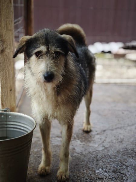 Loony , Hündin, *ca. 12.06.2023, ca. mittelgroß, zurückhaltend, sozial, sanft