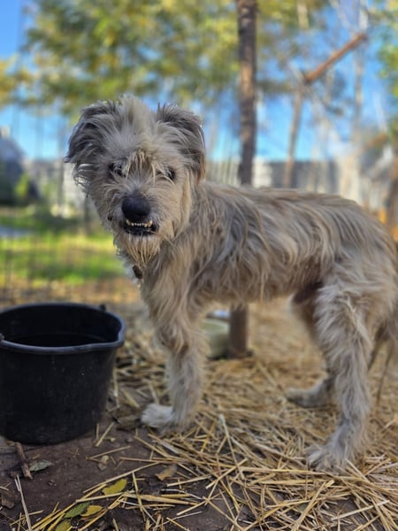 Toothy, Rüde, *ca. 01.11.2015, ca. kniehoch bis mittelgroß, Handicap, sanft, dankbar, fast blind