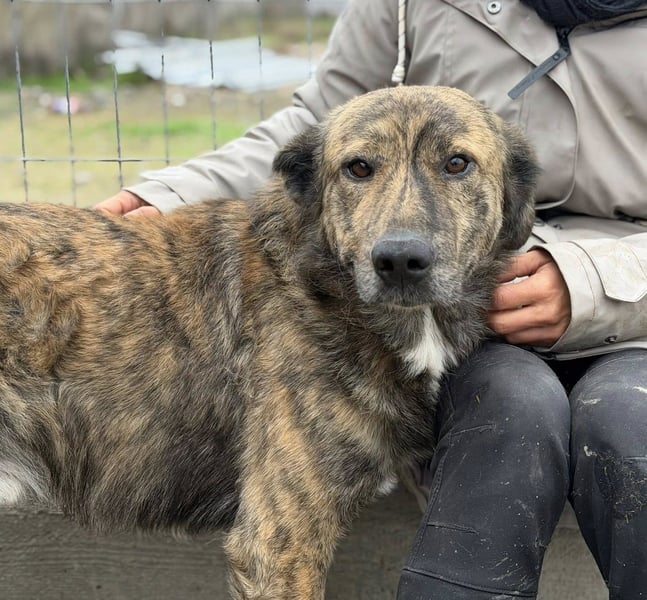 Maikan von kettenlos