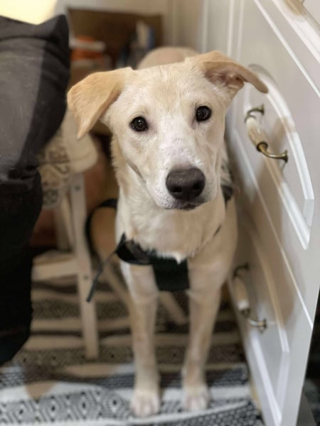 Emma sucht liebevolles zu Hause