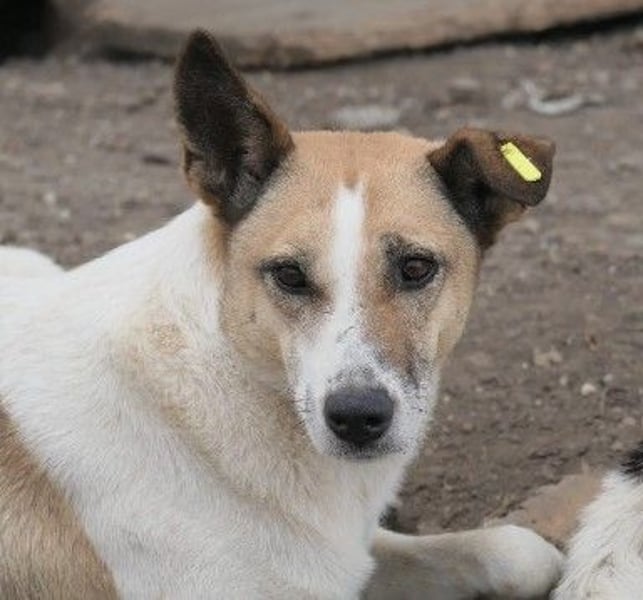 liebe, schüchterne Crina