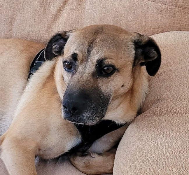 HERCULES-tapferer, lieber, intelligenter Rüde sucht liebevolles Zuhause