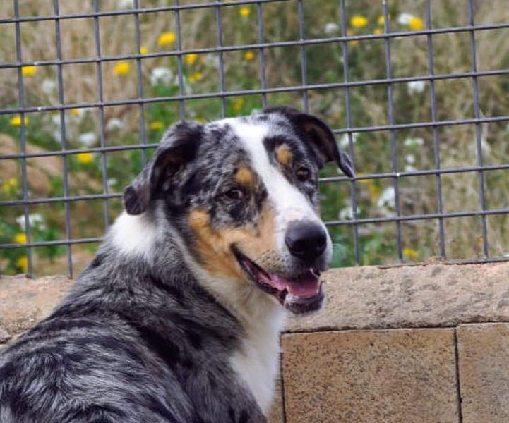 MERLI-ein Schatz auf 4 Pfoten, sozial sucht sein liebevolles Für-immer-Zuhause