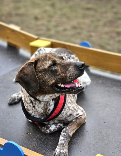 Stella hat schon viel dazu gelernt, wer gibt ihr ein Zuhause?