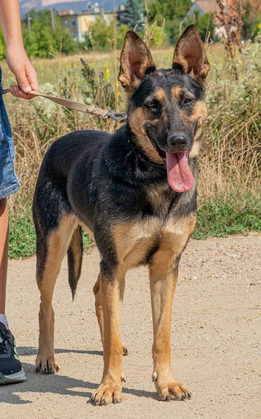 Dia, schöne Schäferhund-Mischlingshündin sucht eine neue Familie