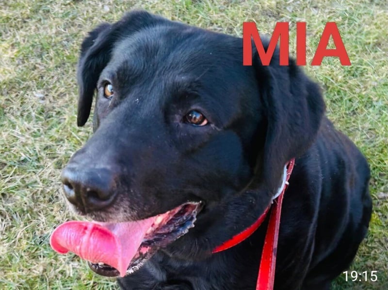 Mia, liebevolle Hündin, manchmal etwas stürmisch
