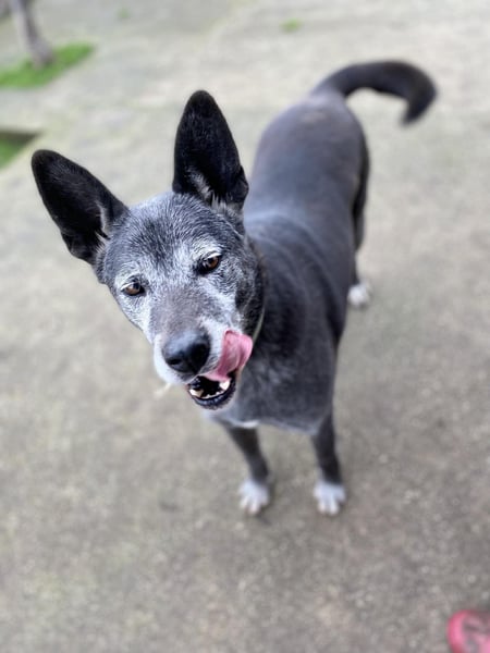 Lady - menschenbezogen, freundlich