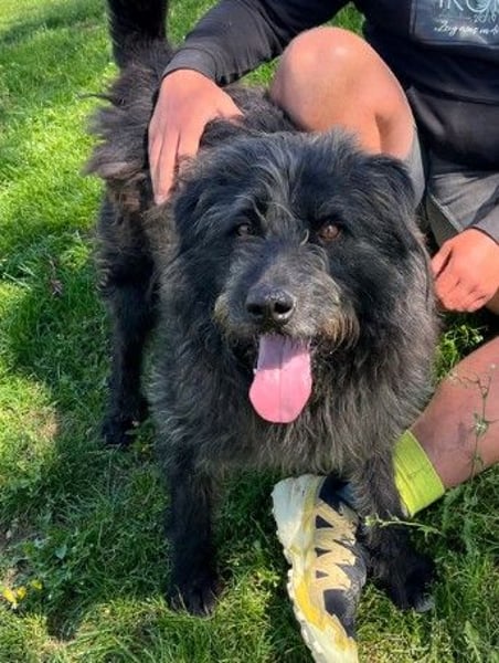 Anton - fröhlicher Wuschel sucht liebevolle Familie