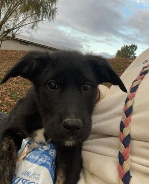 Unsere süße Chanel wartet auf ihre eigene Familie!