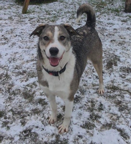 Liberty - freundlich, unkompliziert und verschmust