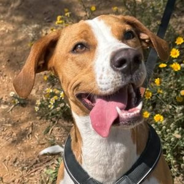 Sandy (Spanien) – verspielte Gotland Hound-Hündin sucht ihr erstes richtiges Zuhause
