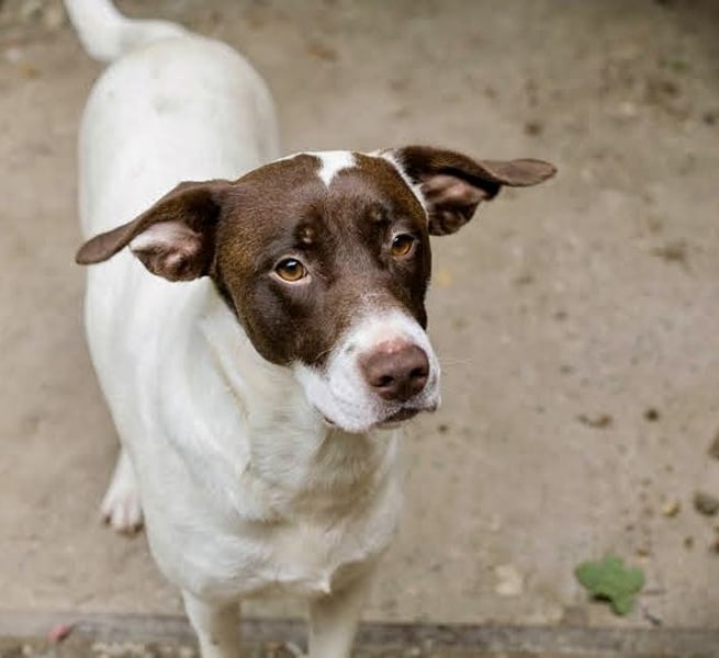 Sanfte Elina sucht liebevolles Zuhause