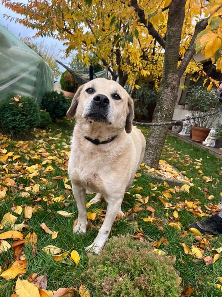 MAX - toller Herzenshund sucht seine Familie