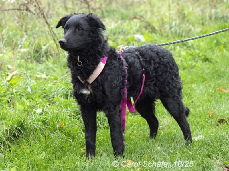 Bonny ist eine liebevolle und aufgeweckte Hündin