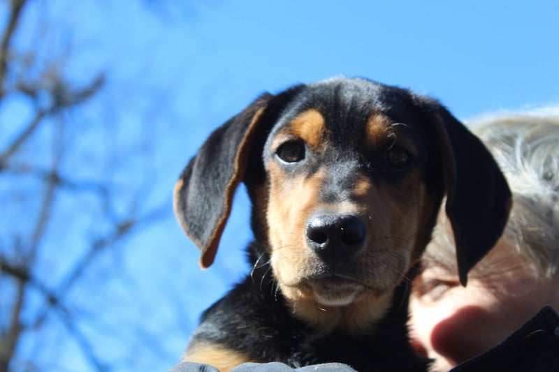 Cupcake – ein kleines Wunder mit großem Herzen