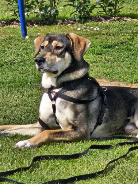 Monti – Unser verschmuster Jungspund sucht ein liebevolles Zuhause!