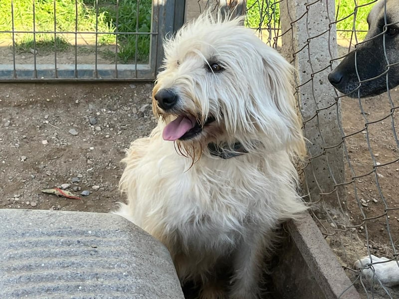 Angel - unser Engel sucht ihr Glück